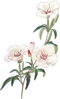 flower-5