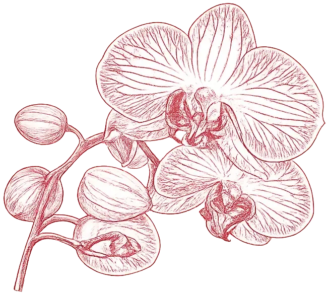flower-6