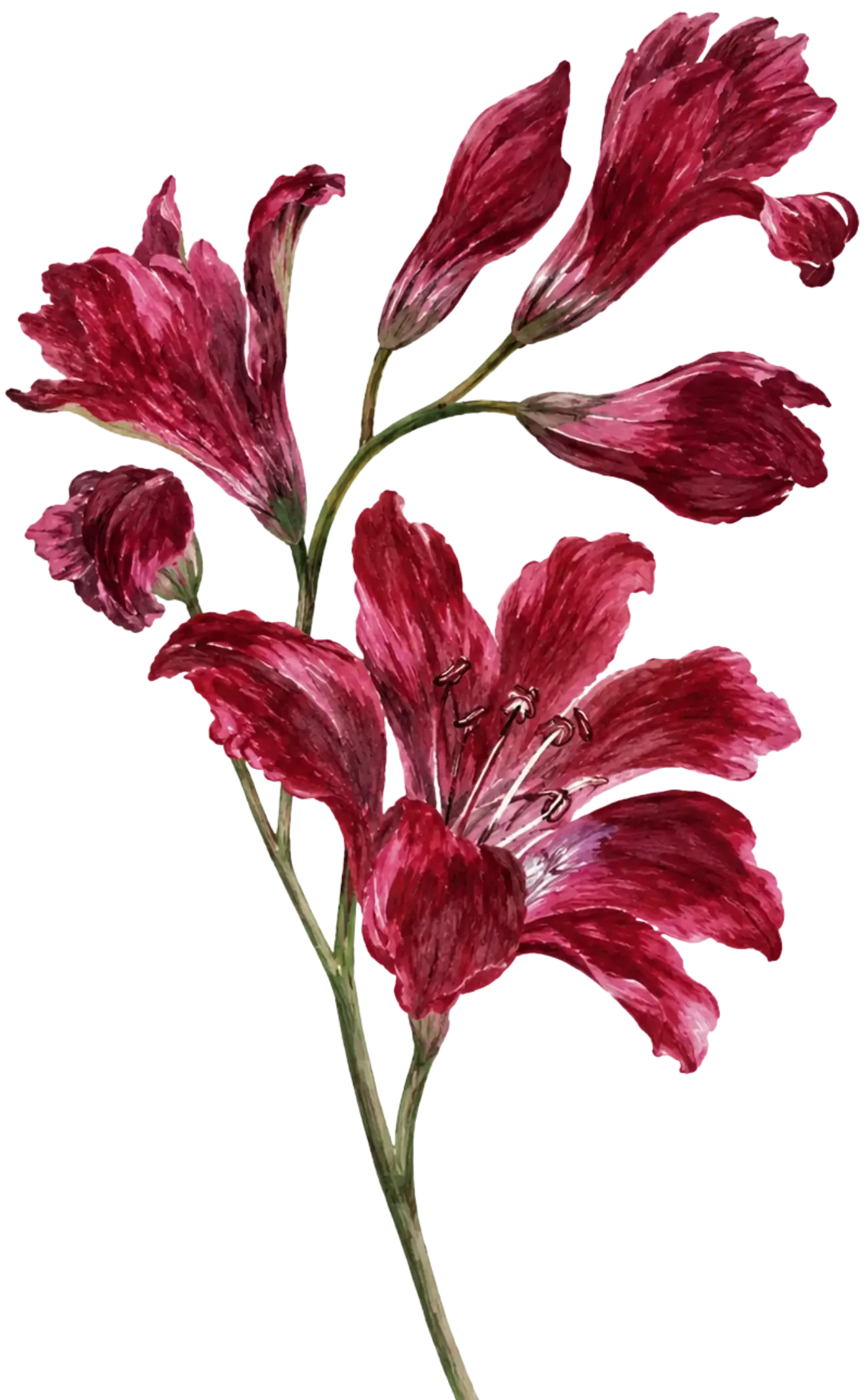flower-1