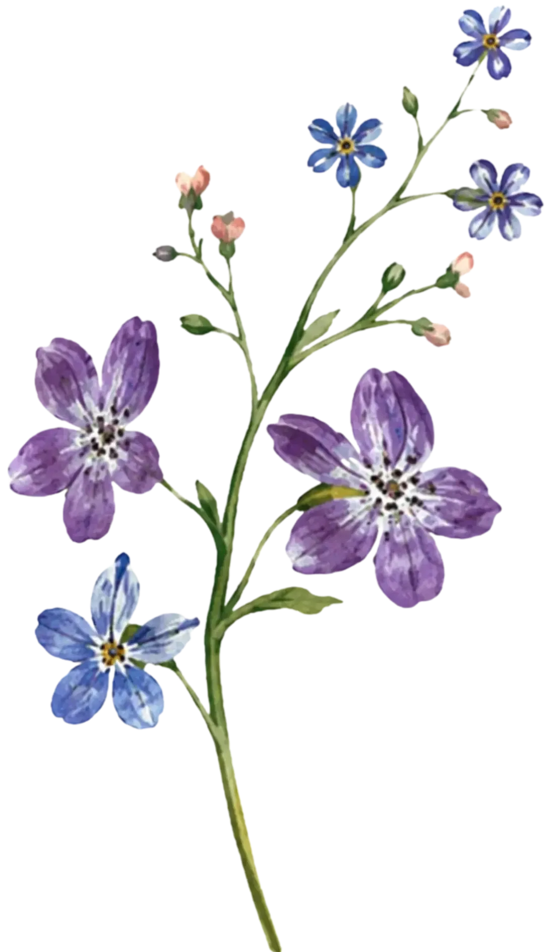 flower-2