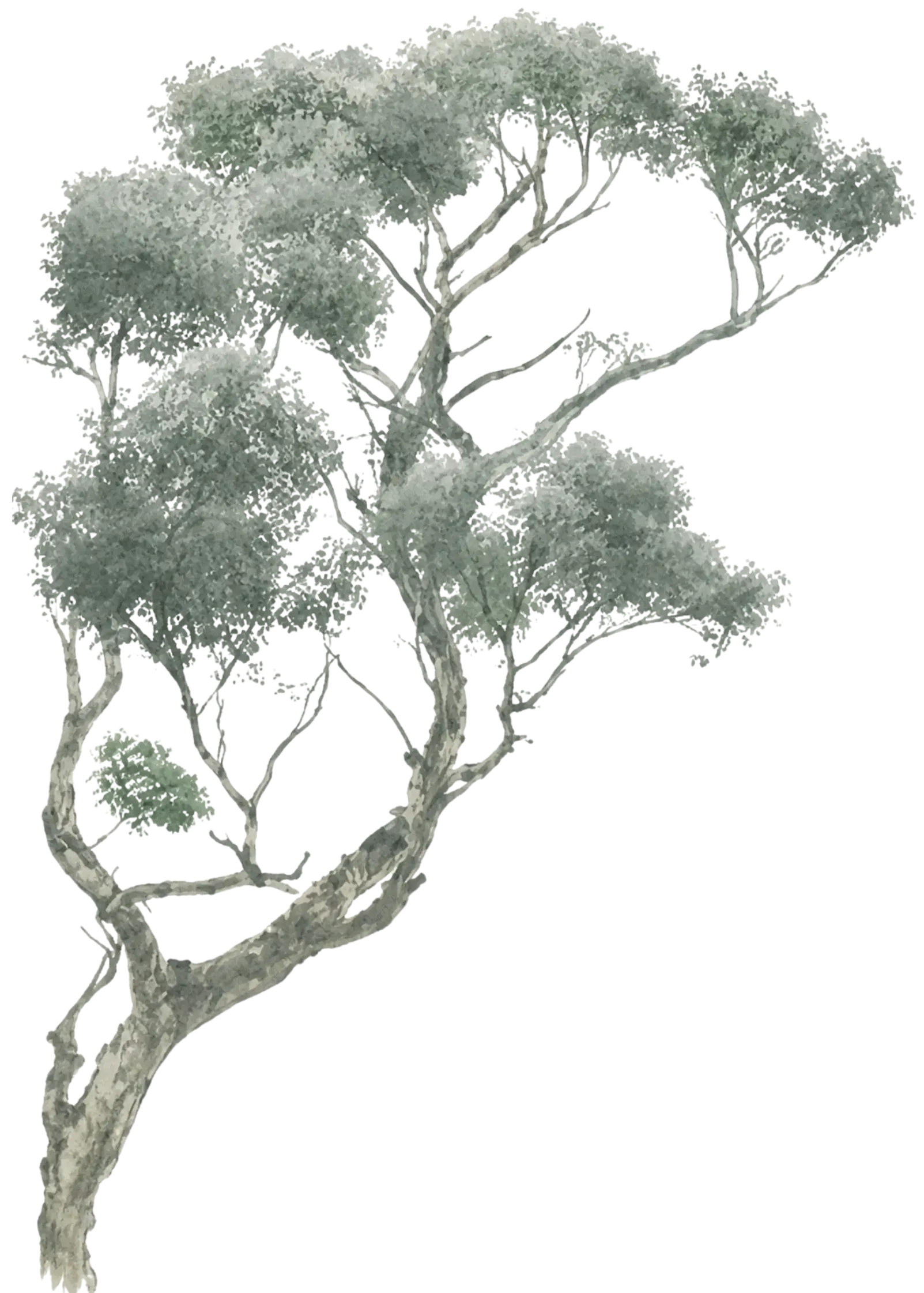 tree-1