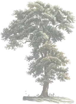 tree-2