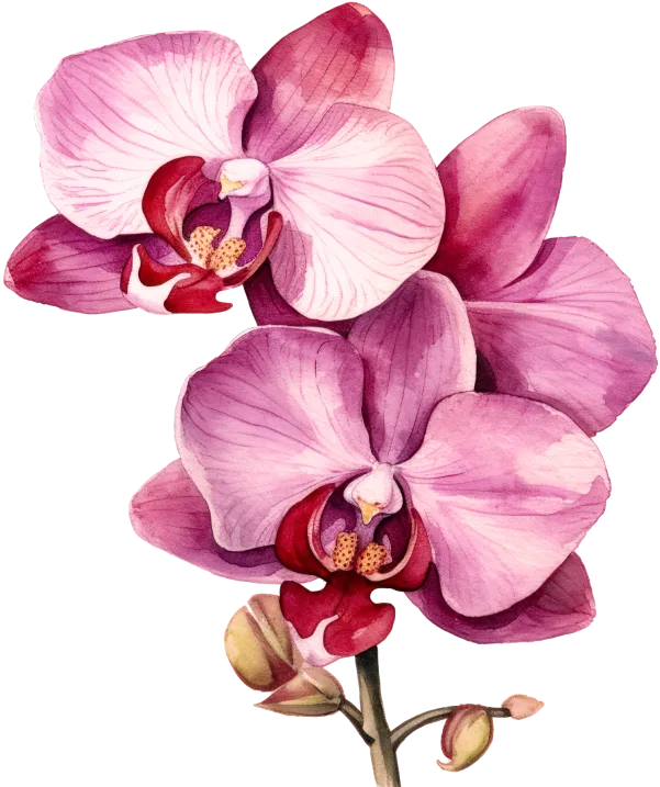 orchid