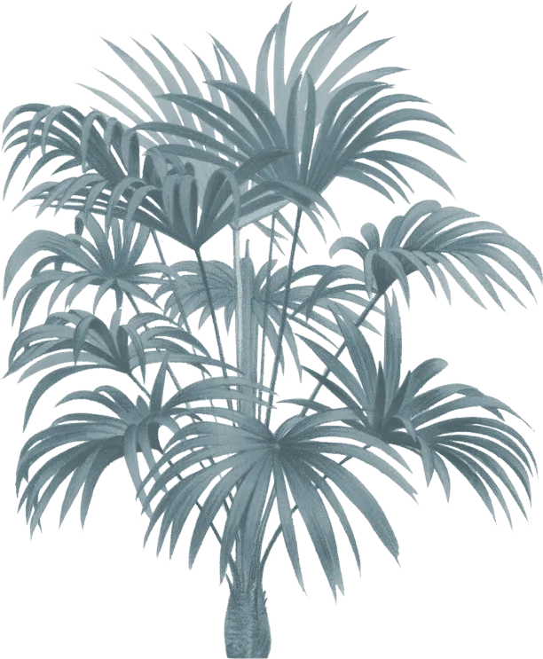 palm