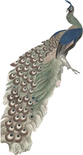 peafowl-1