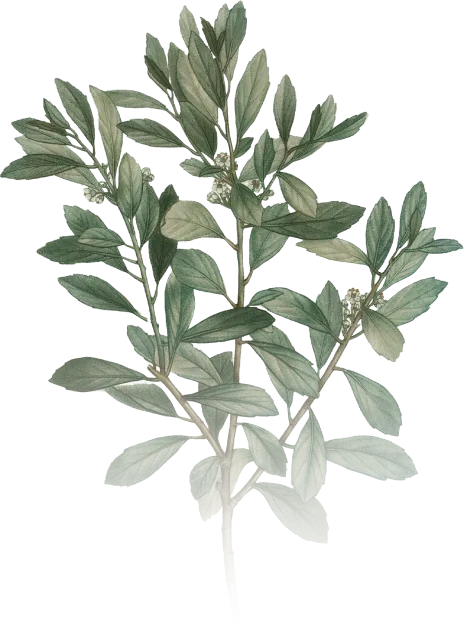 branch