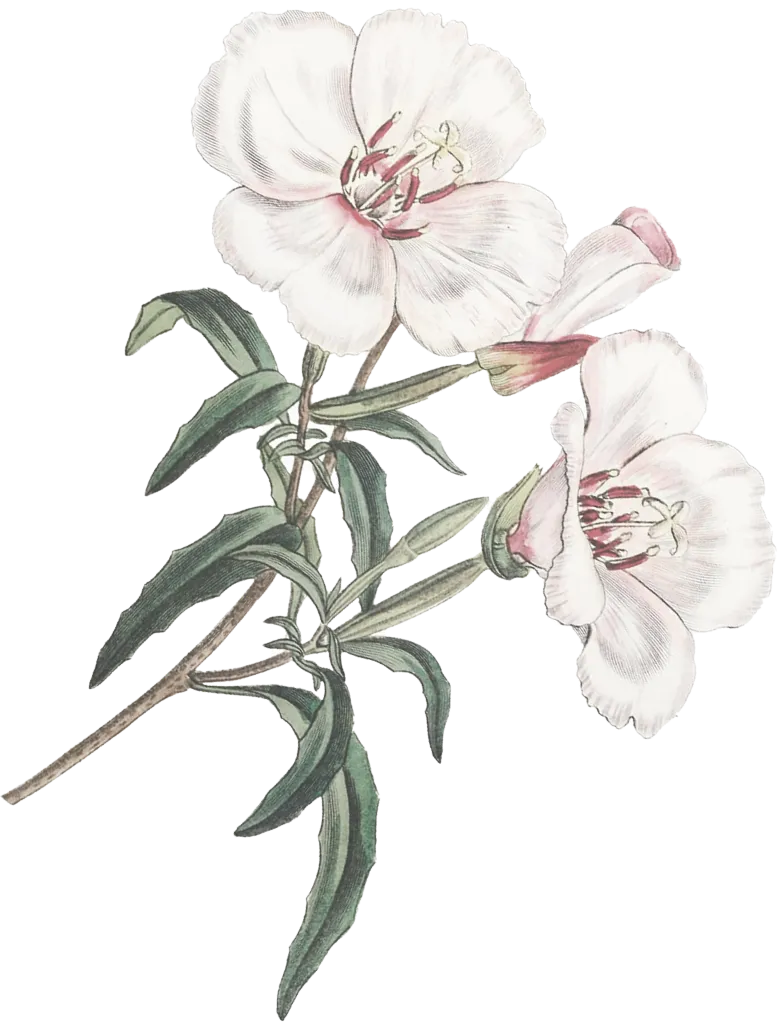 flower-1