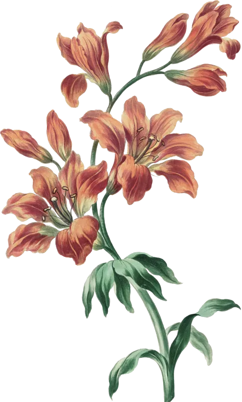flower-2