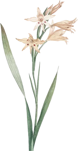 flower-3