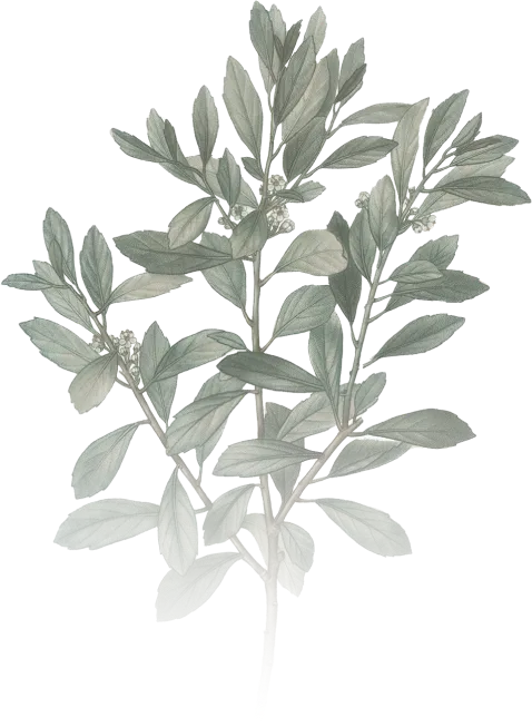 branch