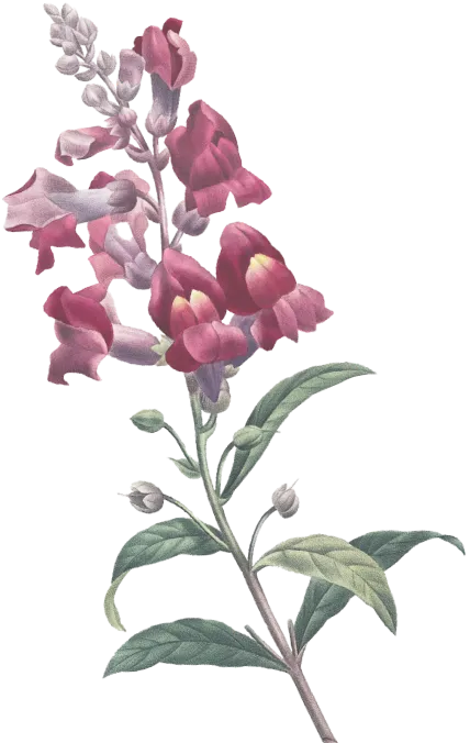 flower-4