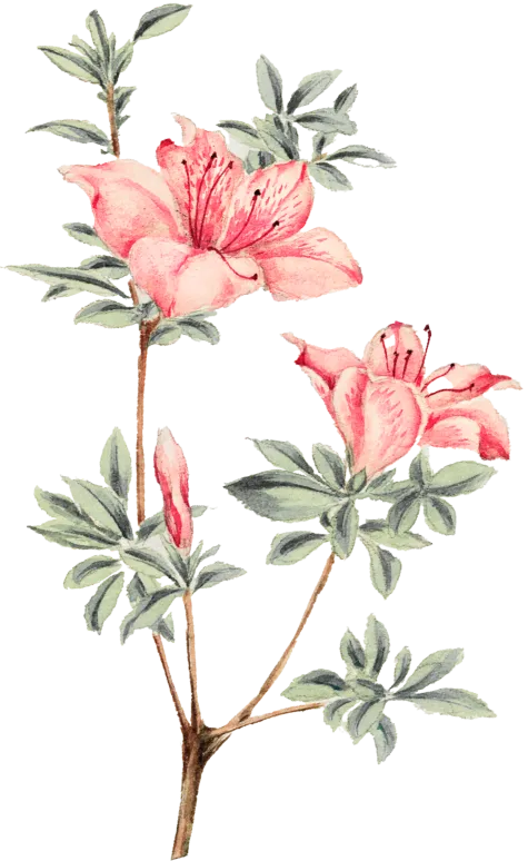 flower-1