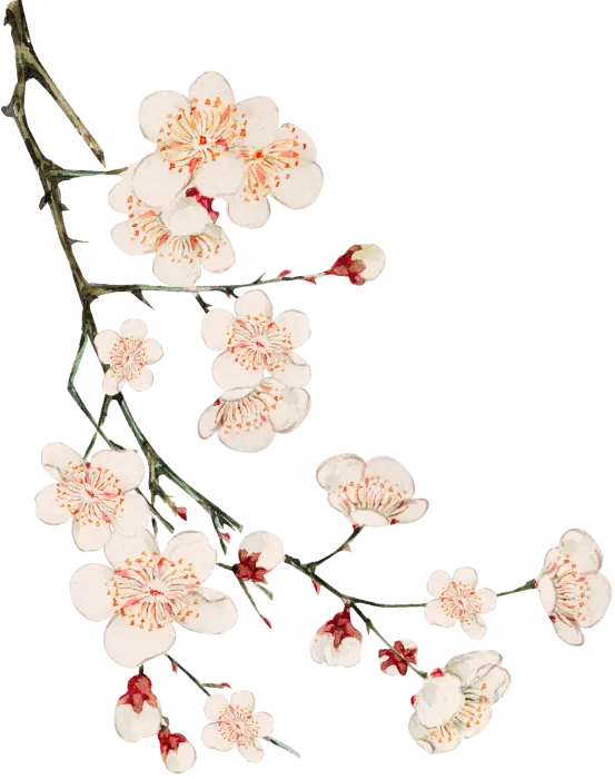 sakura