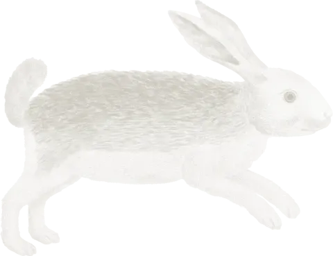 rabbit