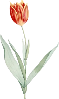 flower-1