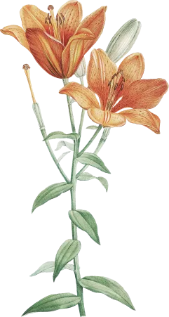 flower-3