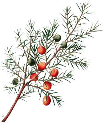 leaf-1