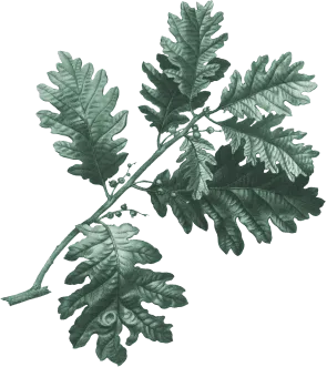 leaf-2