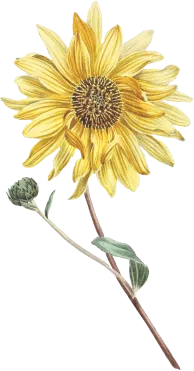 flower-1