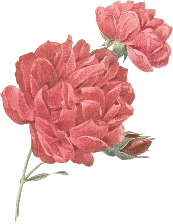 flower-2