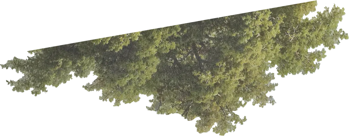 tree-left