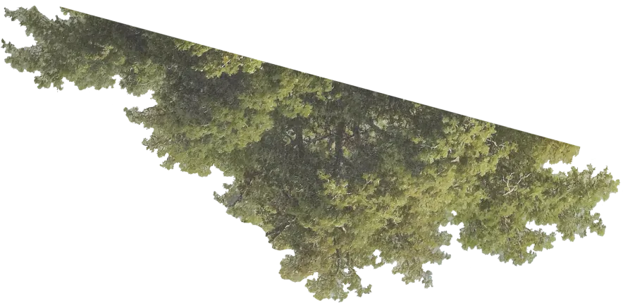 tree-right