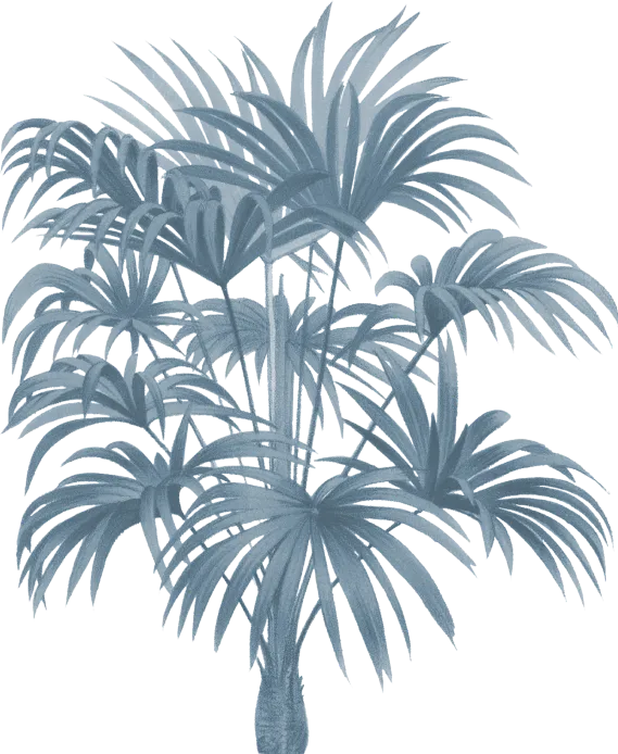 palm