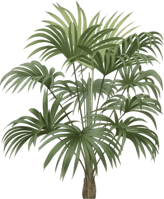 palm