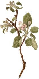 branch-2