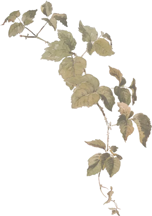 branch-grey