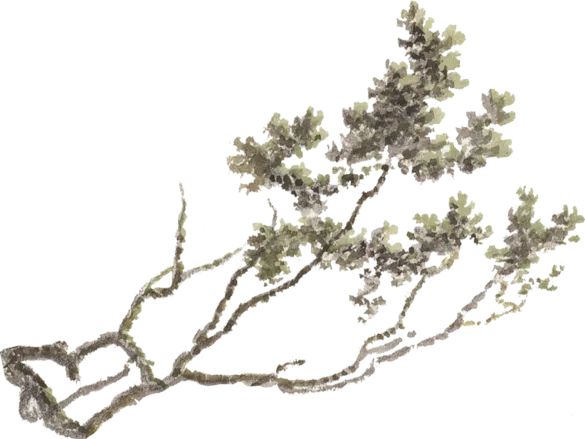 branch