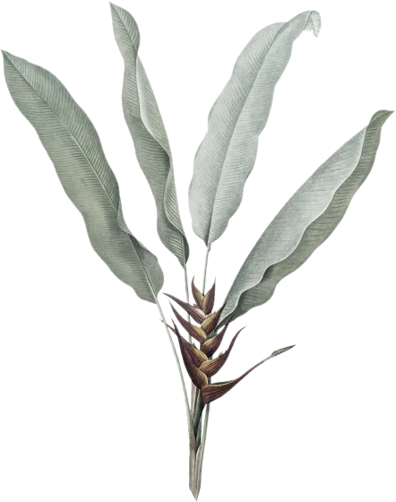 leaf-3