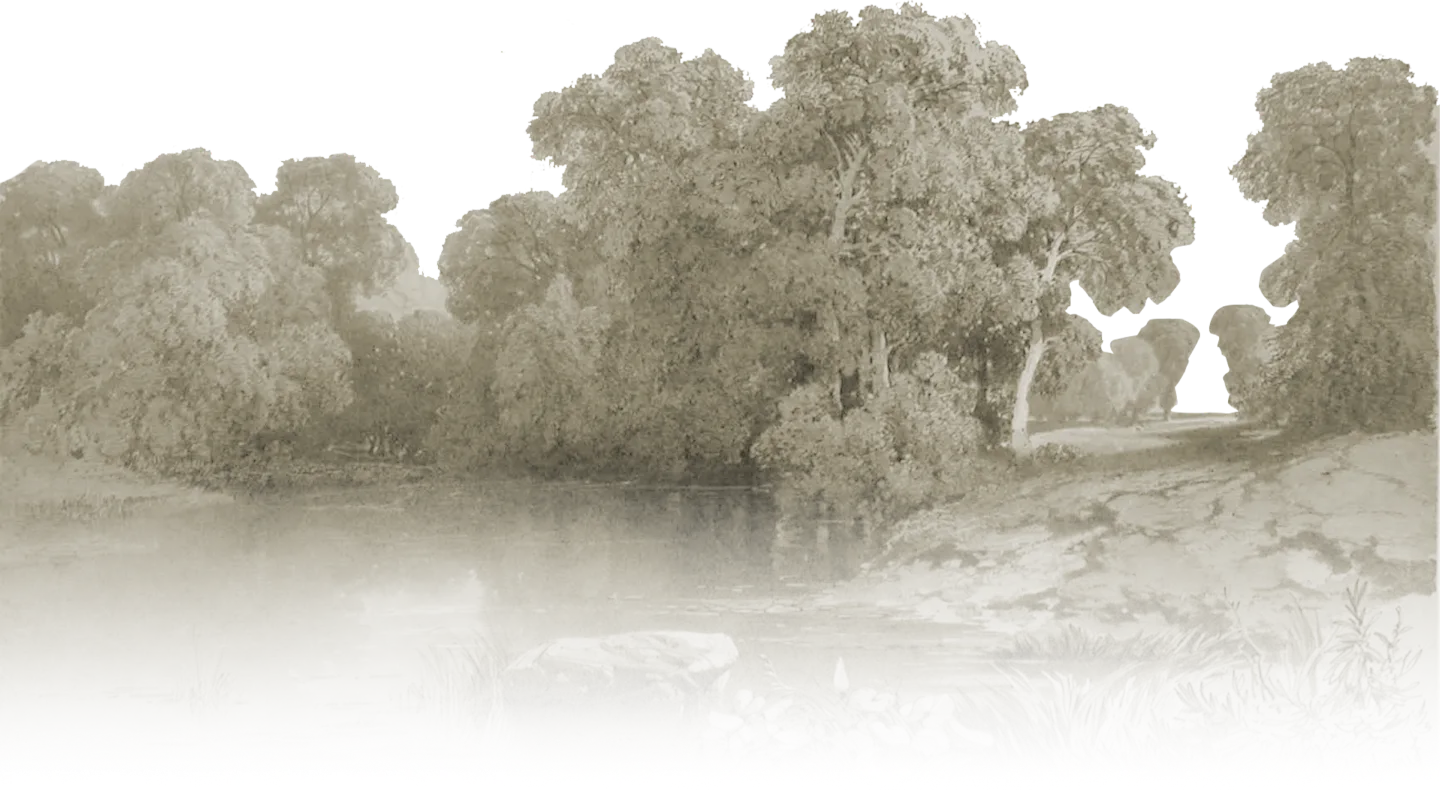 swamp