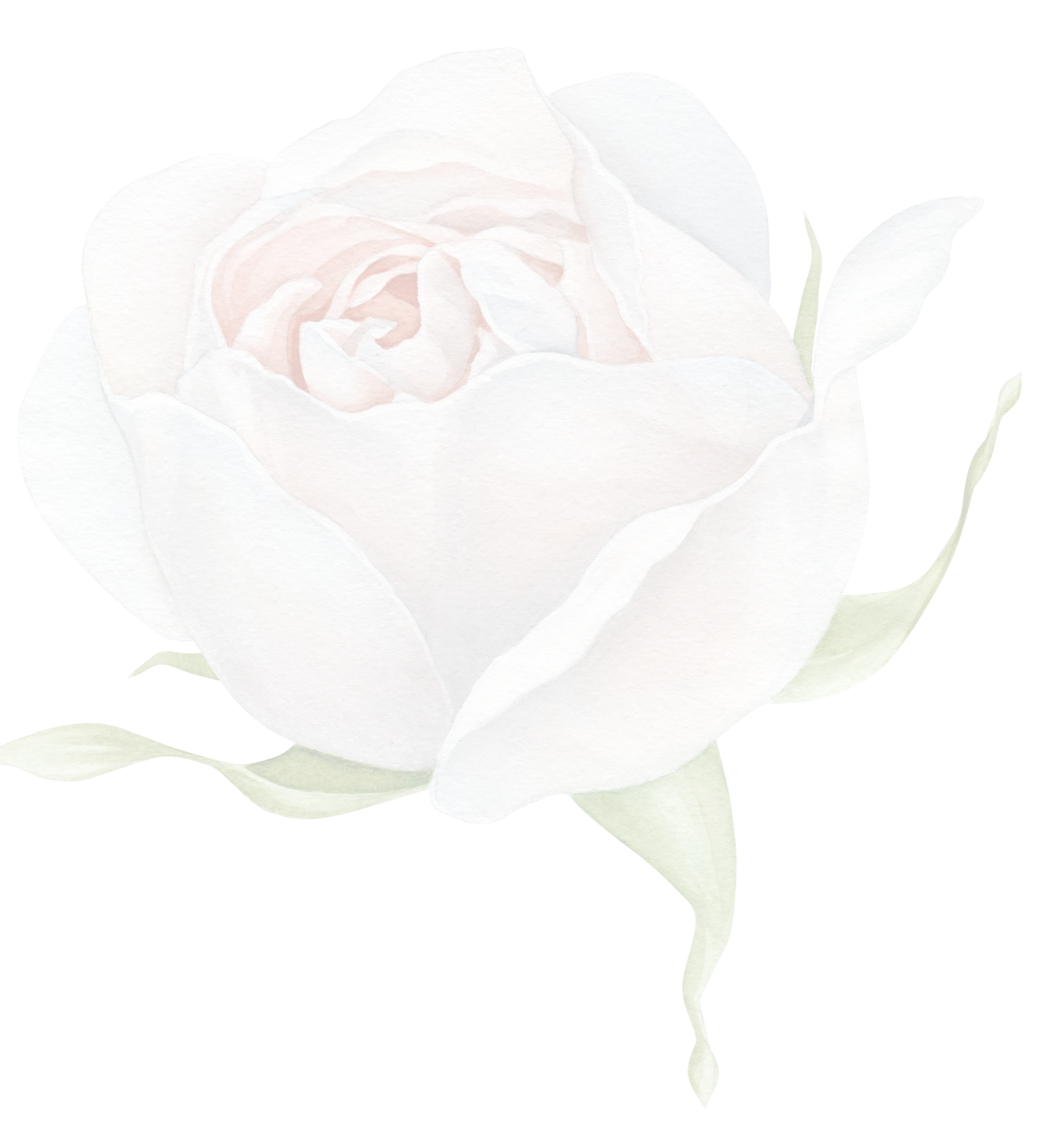 rose-trans
