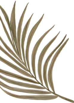 palm-01