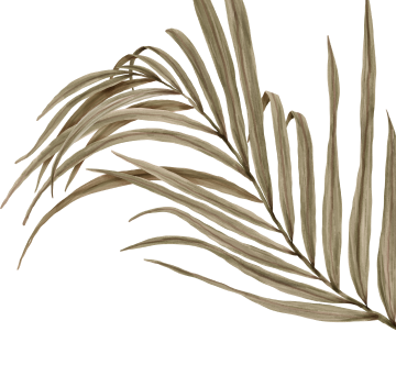 palm-02