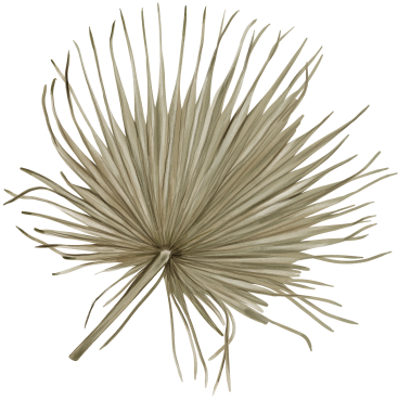 palm-09