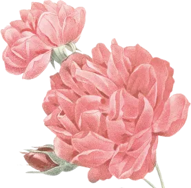 flower-1