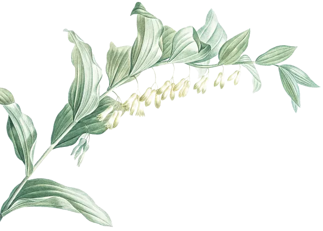 leaf-3