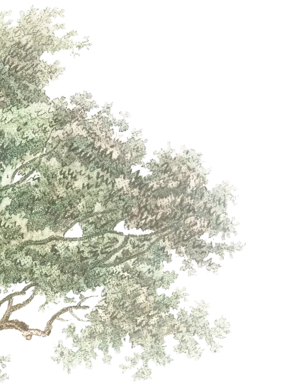 tree-1
