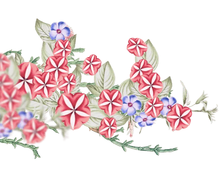 ornament-01