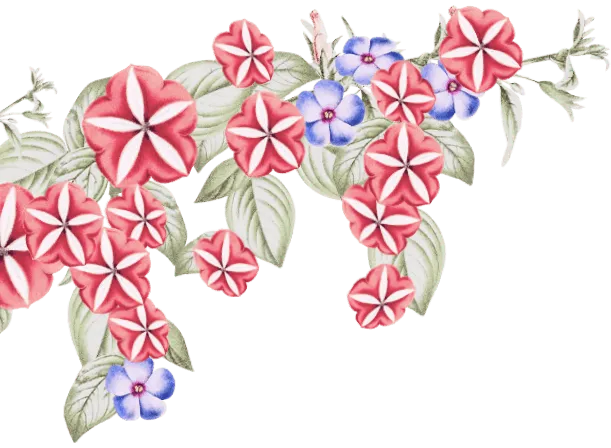 ornament-03