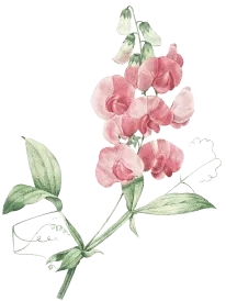 rose-1