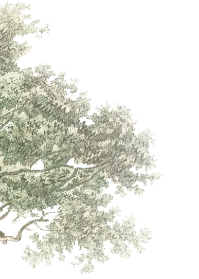 tree-01
