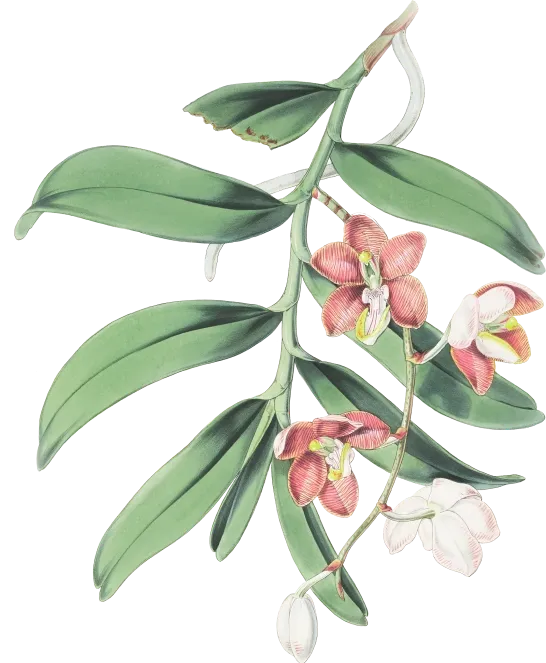 flower-1