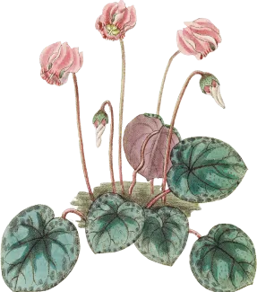 flower-2