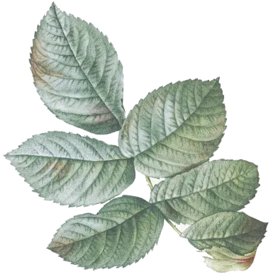 leaf-4