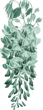 wisteria-3