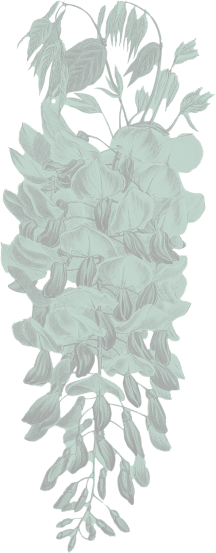 wisteria-4