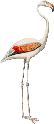 flaminggo